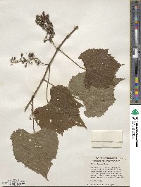 Vitis cinerea image