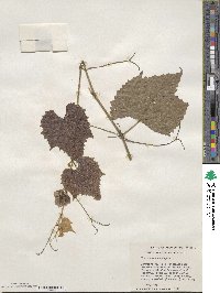 Vitis cinerea image