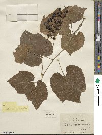 Vitis cinerea image