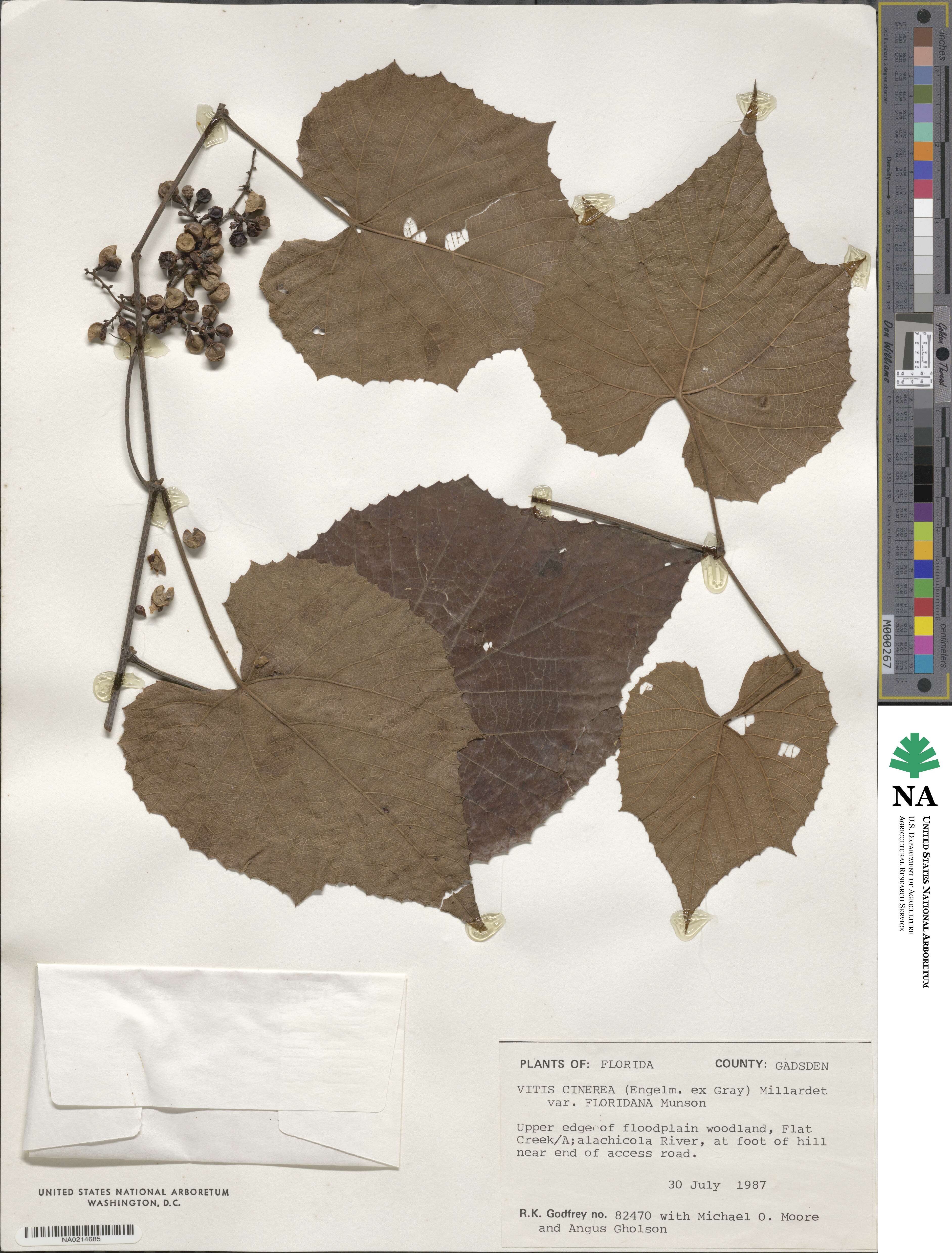 Vitis cinerea var. floridana image