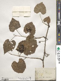 Vitis cordifolia image