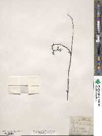 Vitis cordifolia image