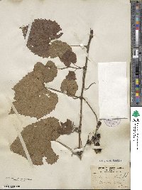 Vitis cordifolia image