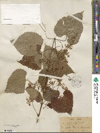 Vitis cordifolia image