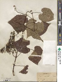 Vitis cordifolia image