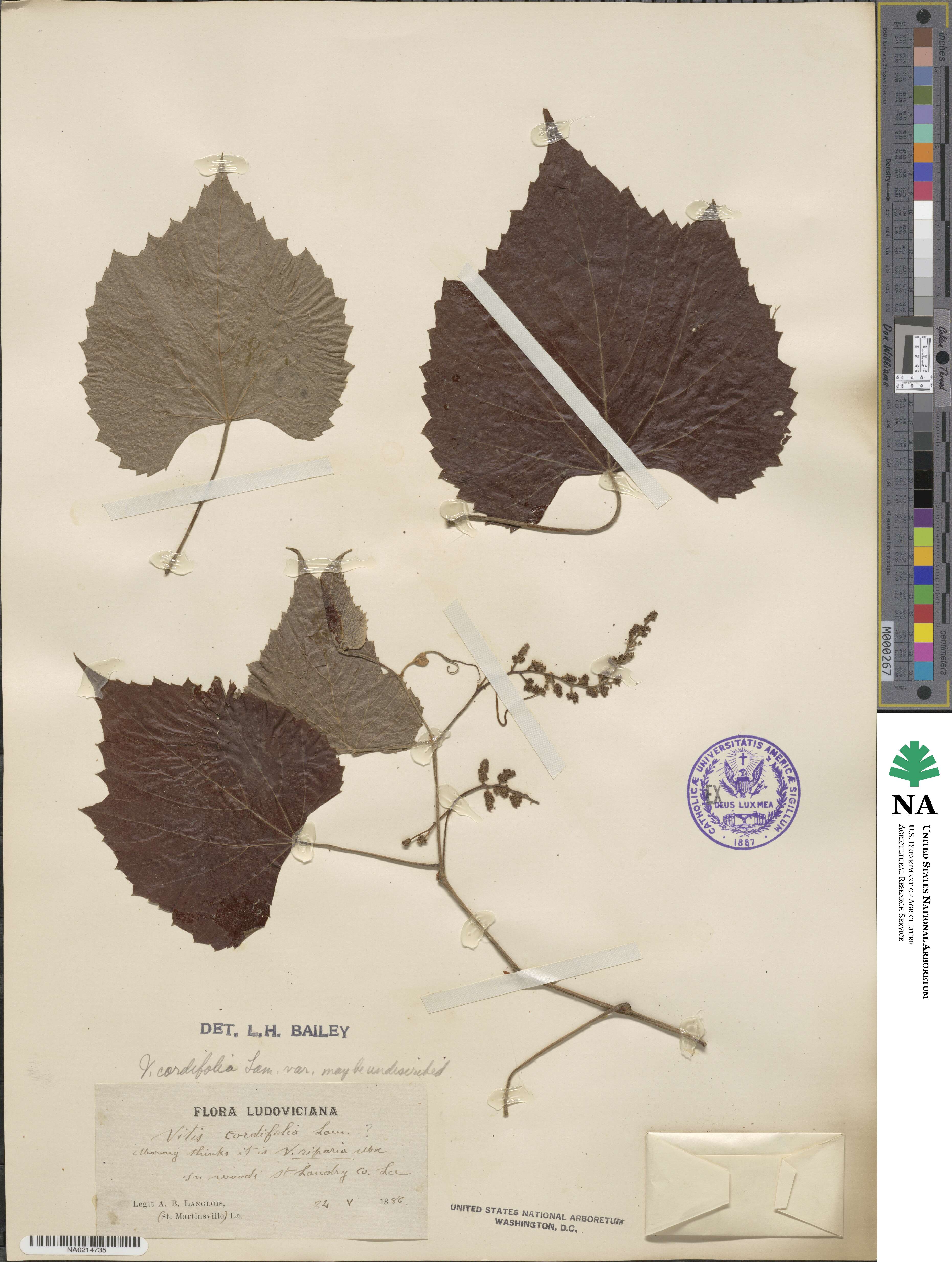 Vitis cordifolia image