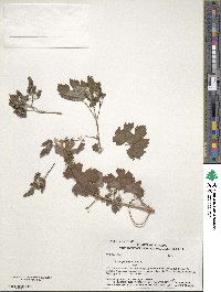 Vitis girdiana image