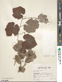 Vitis girdiana image