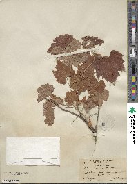 Vitis girdiana image