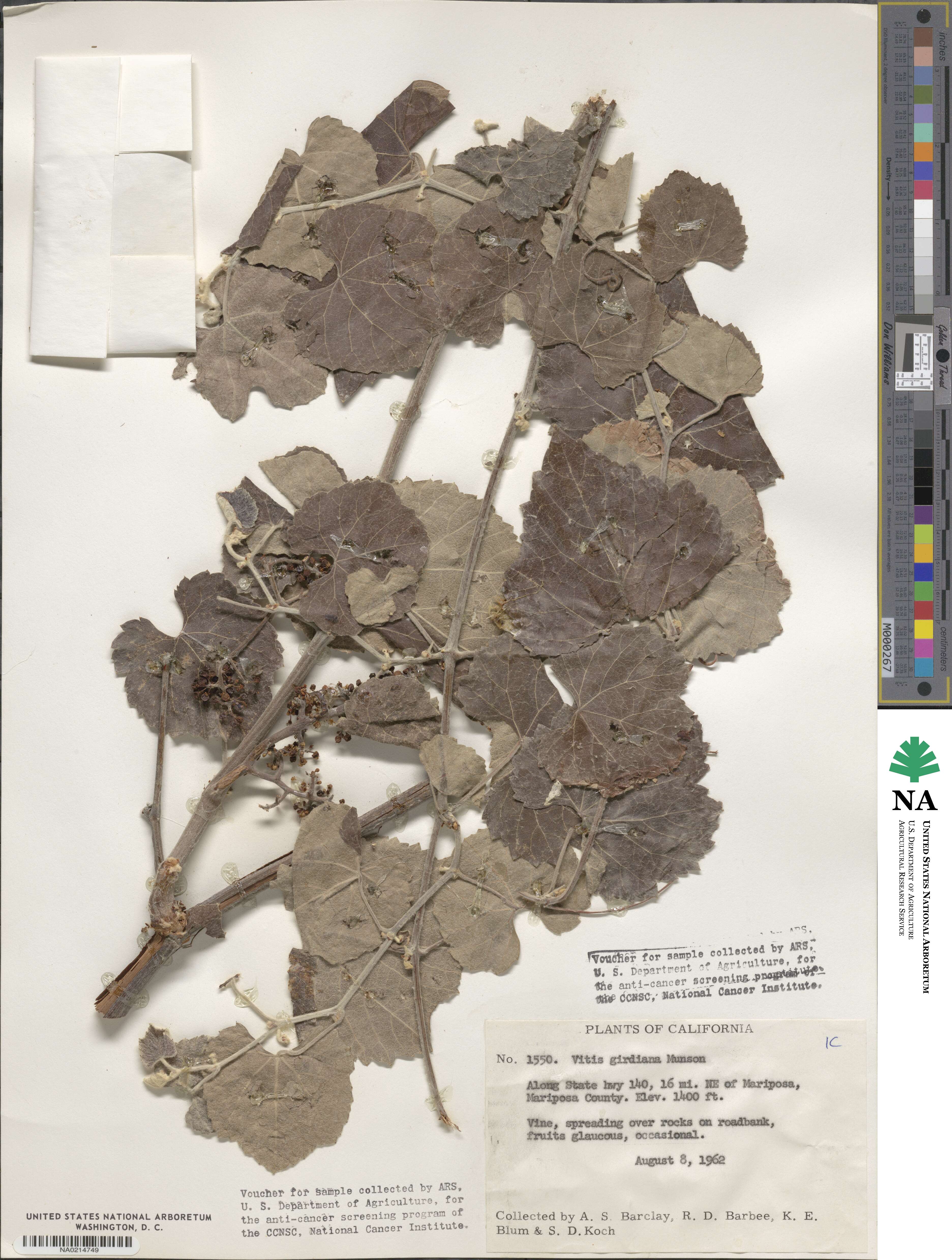 Vitis girdiana image