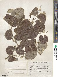 Vitis girdiana image