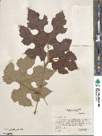 Vitis aestivalis var. linsecomii image