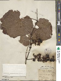 Vitis aestivalis var. linsecomii image