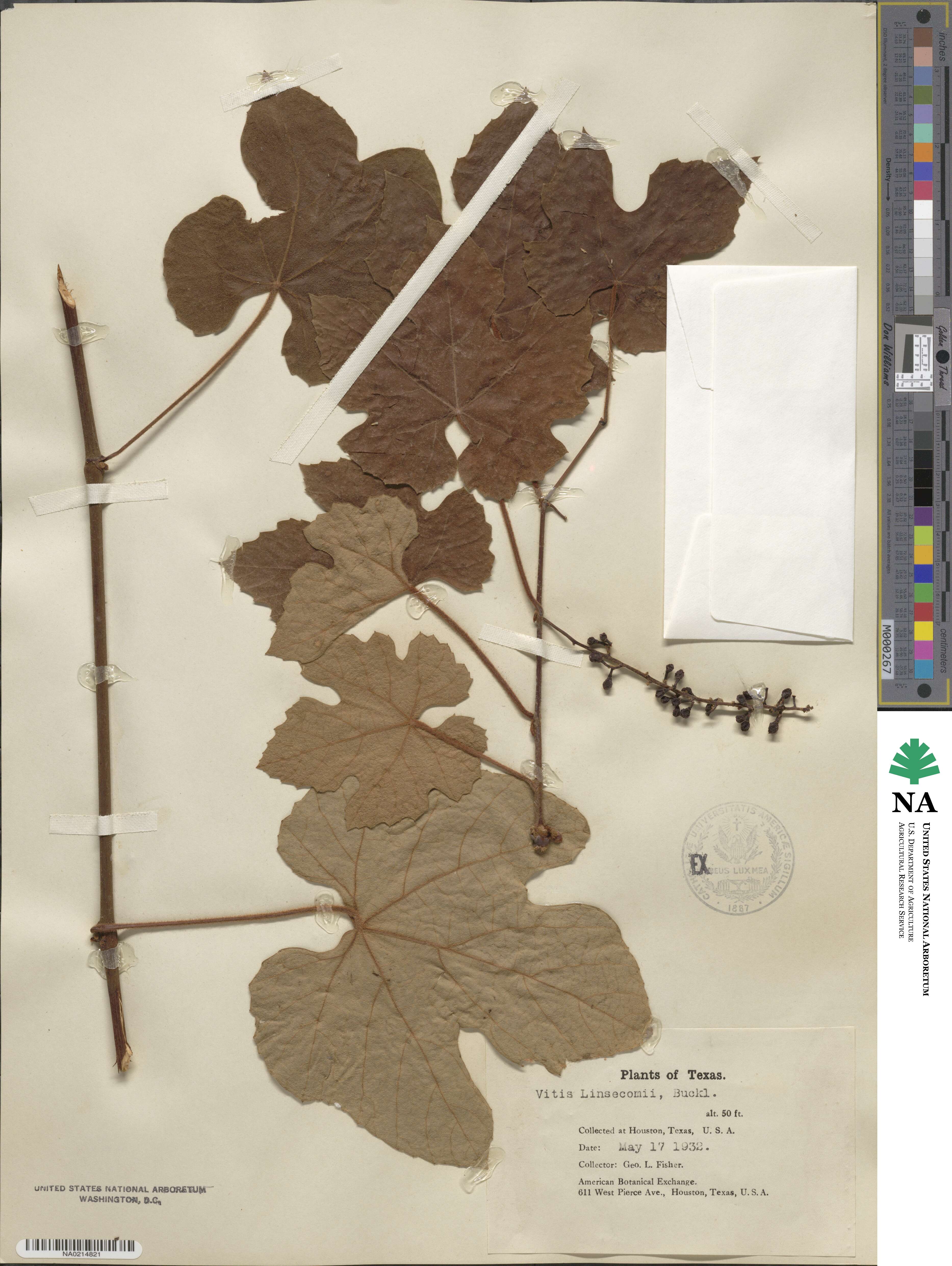 Vitis aestivalis image