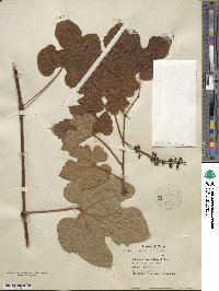 Vitis aestivalis var. linsecomii image