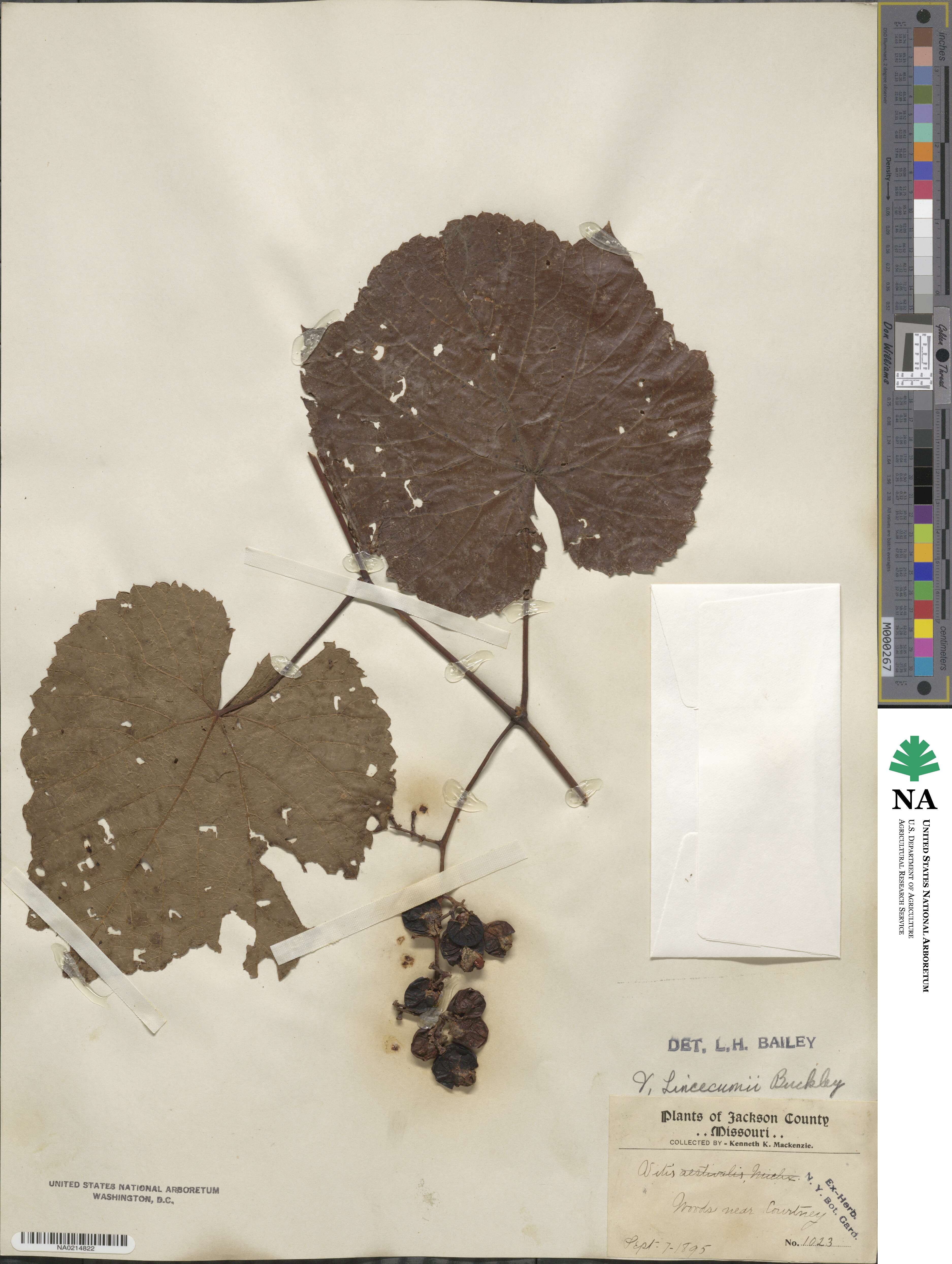Vitis aestivalis var. linsecomii image