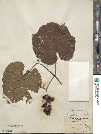 Vitis aestivalis image