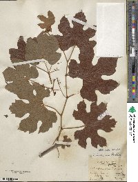 Vitis aestivalis var. linsecomii image