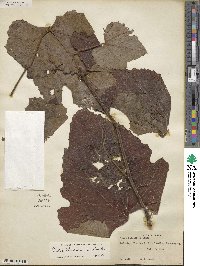 Vitis aestivalis var. linsecomii image