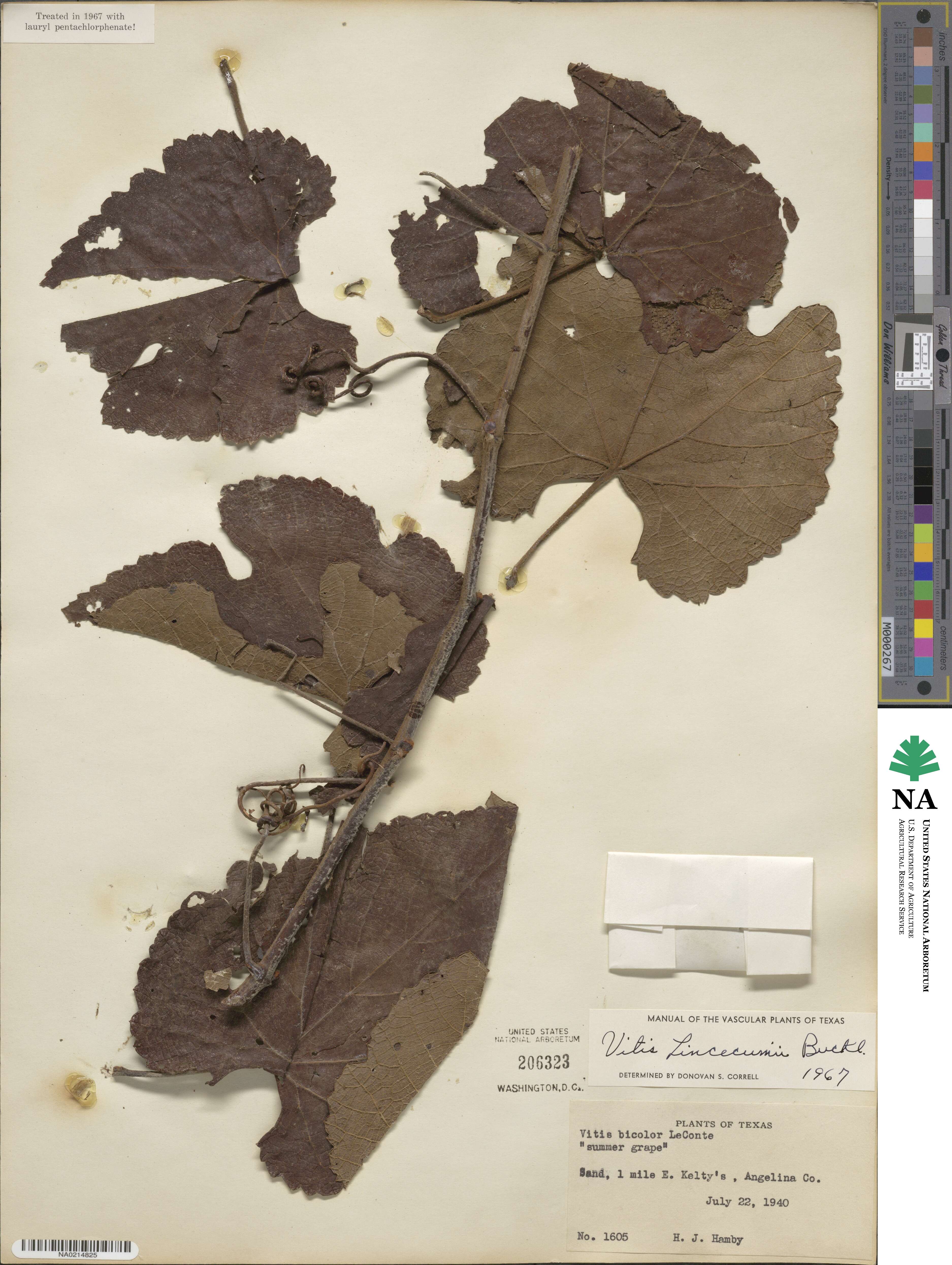 Vitis aestivalis var. linsecomii image