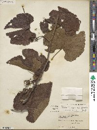 Vitis aestivalis var. linsecomii image