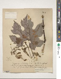 Vitis aestivalis var. linsecomii image