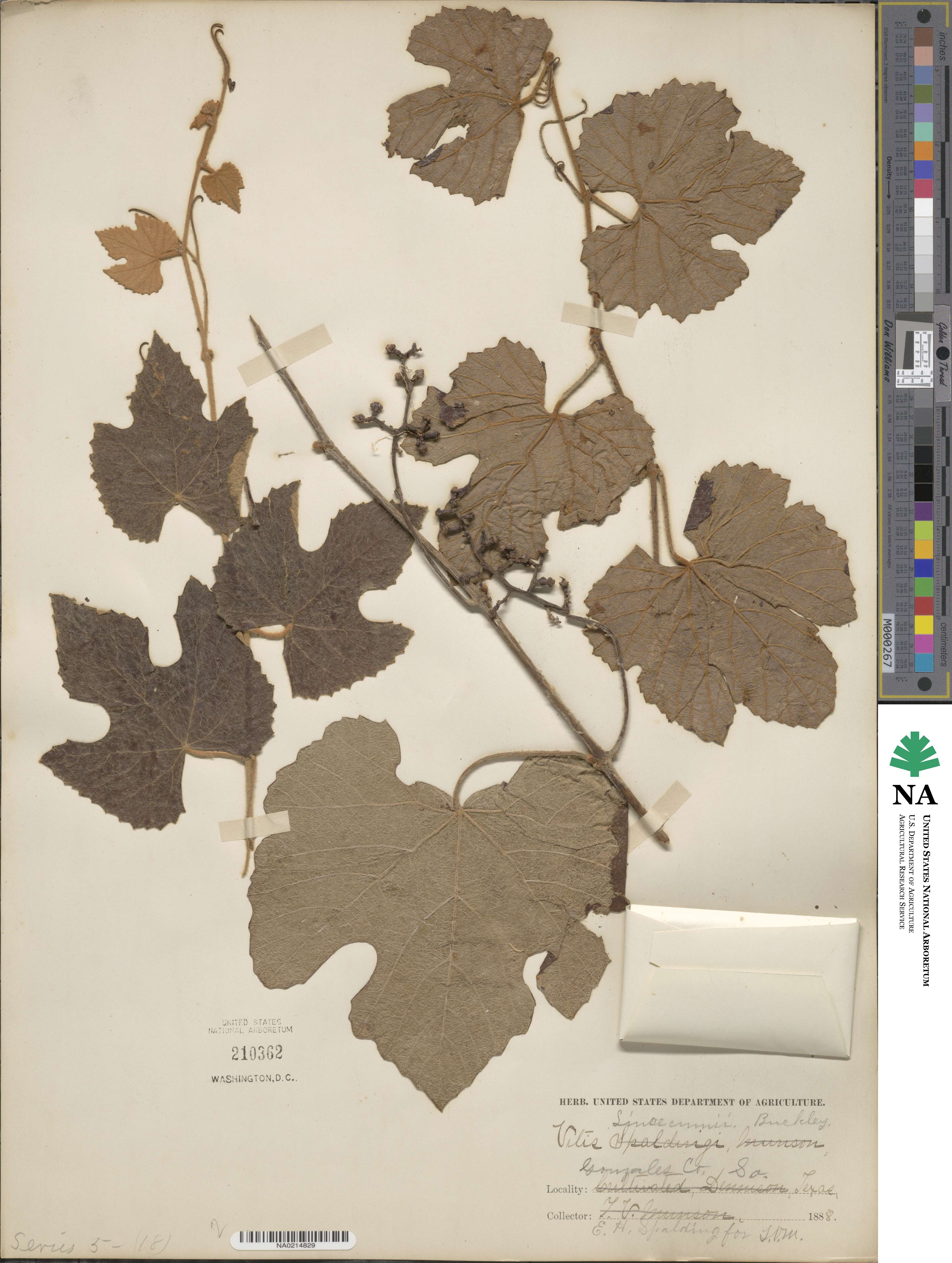 Vitis aestivalis var. linsecomii image