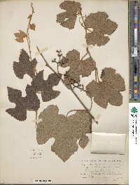 Vitis aestivalis var. linsecomii image