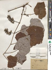 Vitis aestivalis image