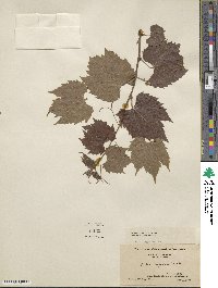 Vitis acerifolia image