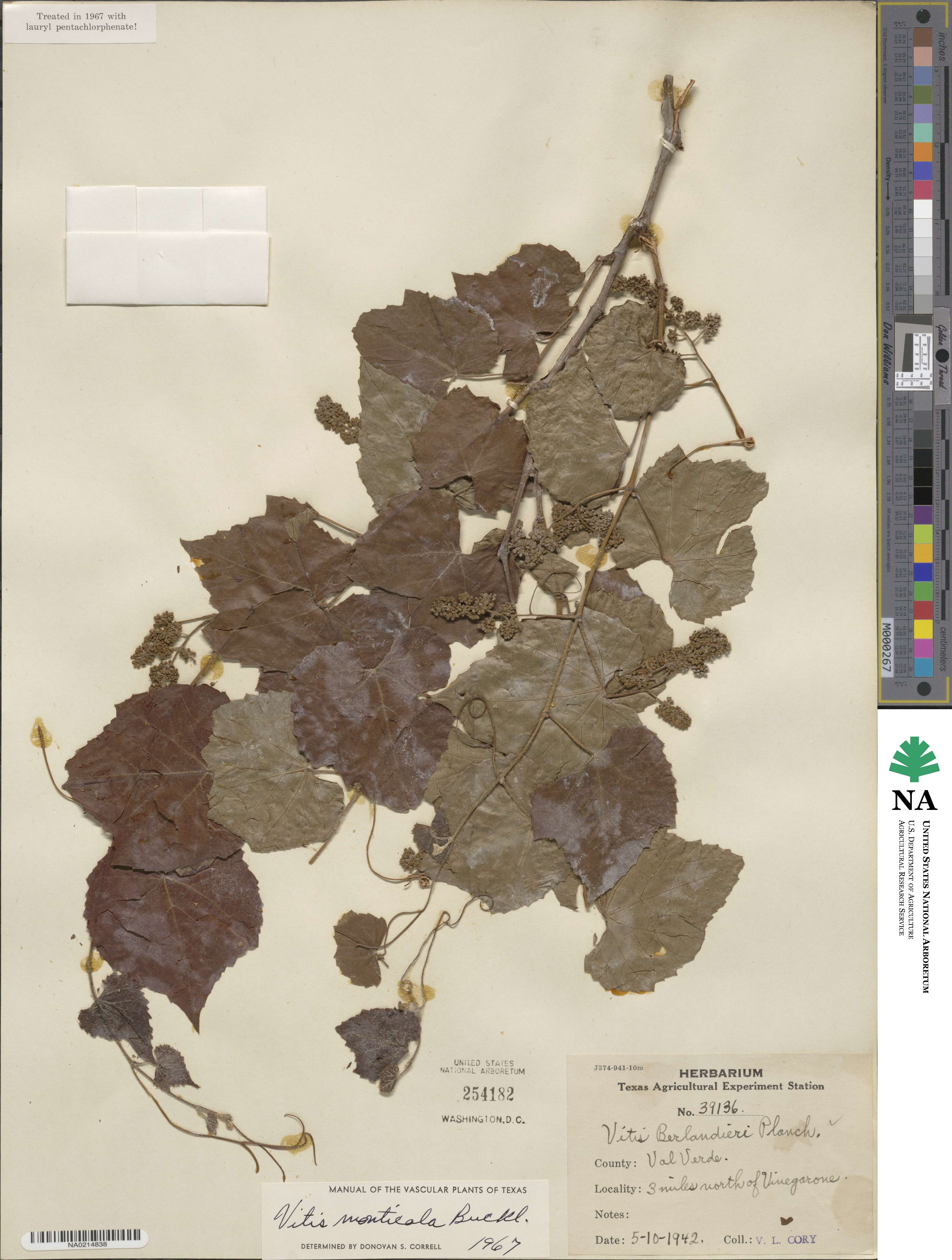 Vitis monticola image