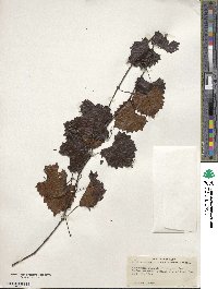 Vitis rotundifolia var. munsoniana image