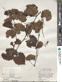 Vitis rotundifolia image