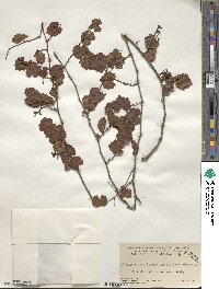 Vitis rotundifolia var. munsoniana image