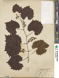 Vitis rotundifolia image