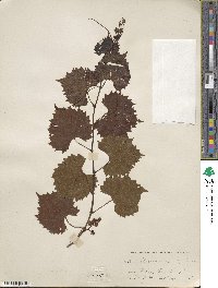 Vitis rotundifolia image