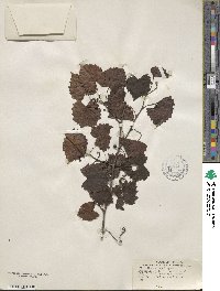 Vitis rotundifolia image