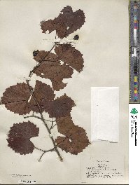 Vitis rotundifolia image