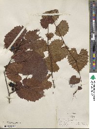 Vitis rotundifolia var. munsoniana image