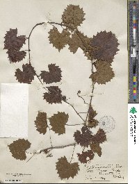 Vitis rotundifolia var. munsoniana image