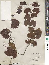 Vitis rotundifolia var. munsoniana image