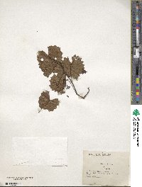 Vitis rotundifolia var. munsoniana image