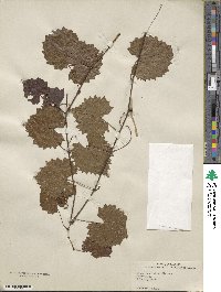 Vitis rotundifolia var. munsoniana image