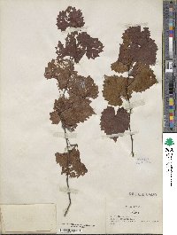 Vitis rotundifolia var. munsoniana image