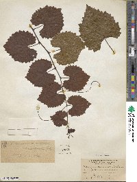 Vitis rotundifolia image