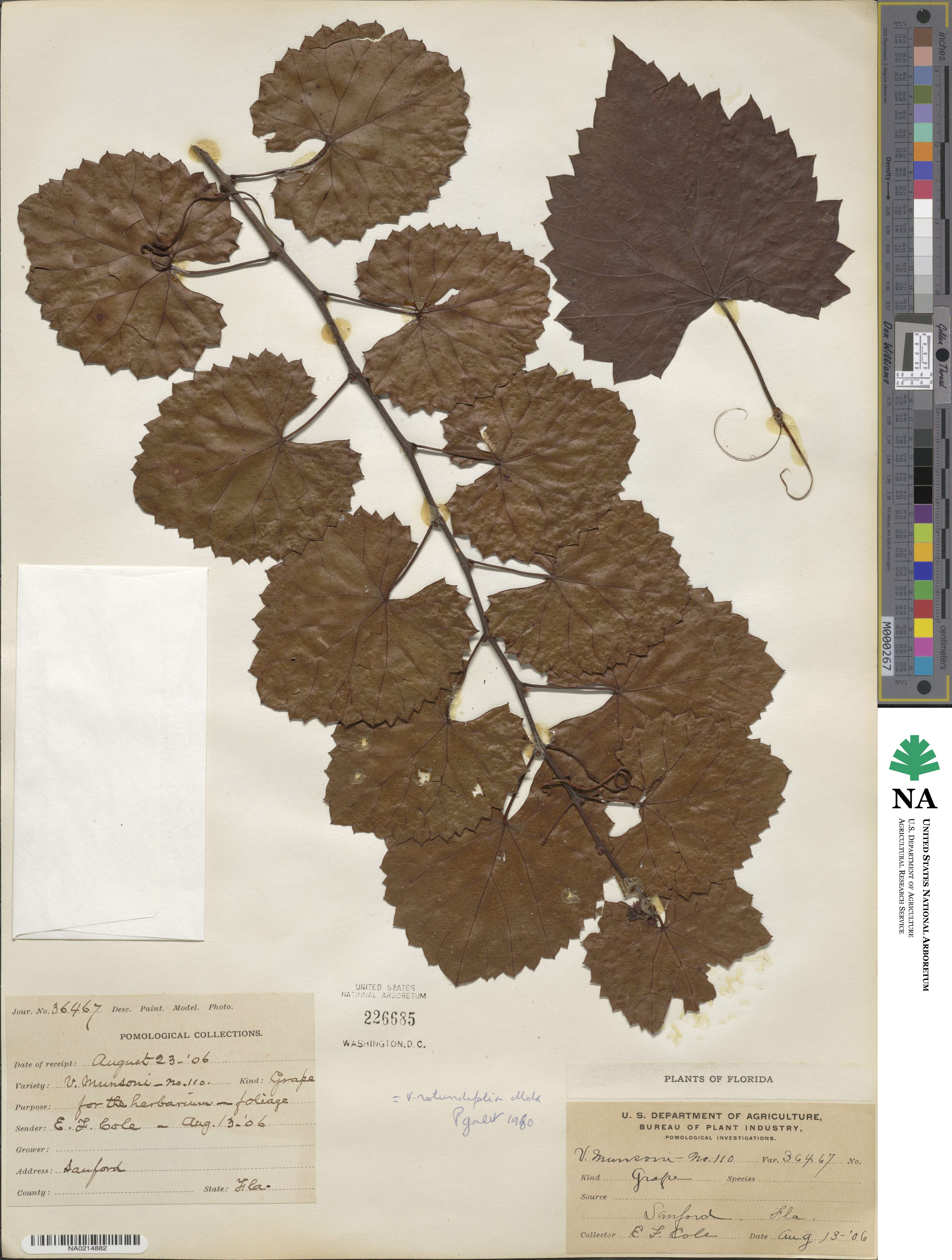 Vitis rotundifolia image