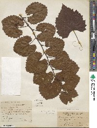 Vitis rotundifolia var. munsoniana image