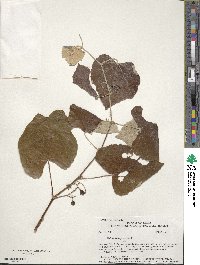 Vitis mustangensis image