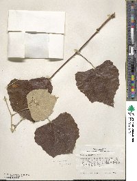 Vitis mustangensis image