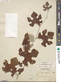 Vitis mustangensis image